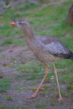 Crested Cariama (or Red -legged Cariama), also known as the Seriema. Stock Photos