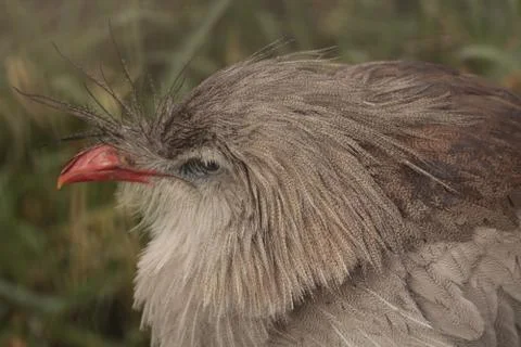 Crested cariama Stock Photos