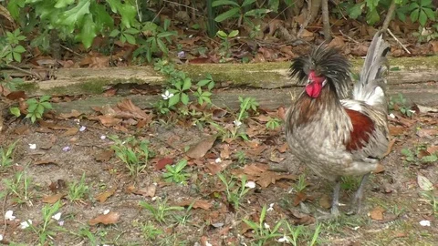 Crested Chicken Stock Footage 130023765