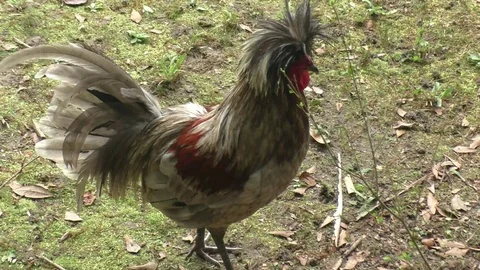 Crested Chicken Stock Footage 130024317
