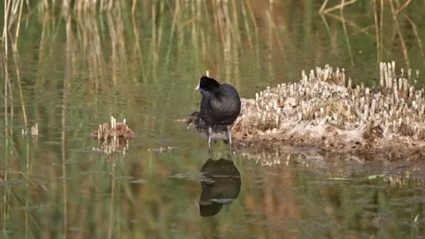 Crested coot feeds and moves across shallow wetland water with short flight.. Stock-Footage 325724831