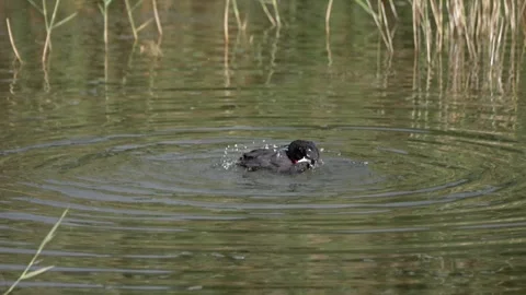 Crested coot wades through shallow water and takes short flights while fora.. Stock Footage 324630748