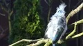 Crested Coua bird (Coua cristata) close up sitting on sunny branch 4k or 4k+ Resolution