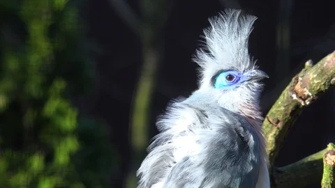 Crested Coua bird (Coua cristata) close up sitting on sunny branch Video stock 112132361
