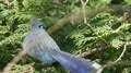 Crested Coua bird sitting close up on coniferous branches 4k or 4k+ Resolution