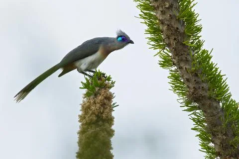 Crested Coua, Coua cristata pyropyga Stock Photos