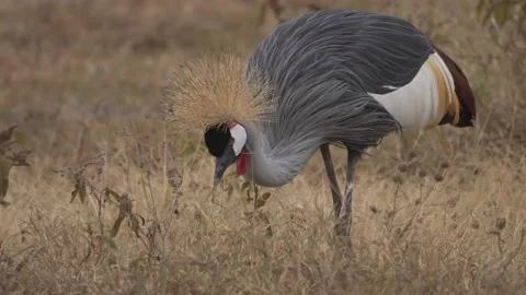 Flag of Uganda, Crested Crane, Colors & Meaning