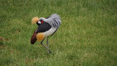 Crested Crane in grasslands Stock Footage 88556455