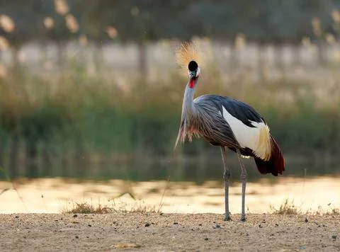 Crested crane Stock Photos
