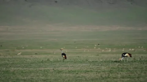 Crested cranes on grassy plains. Stock Footage 11285338