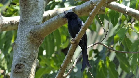 Crested Drongo - Bird - madagascar Video stock 103167119