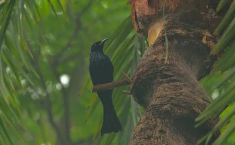 Crested drongo bird Stock Photos