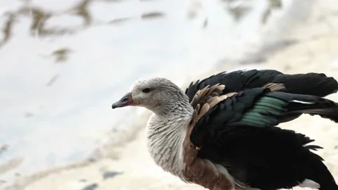 Crested Duck Flapping Wings by the Water's Edge Stock Footage 280713490