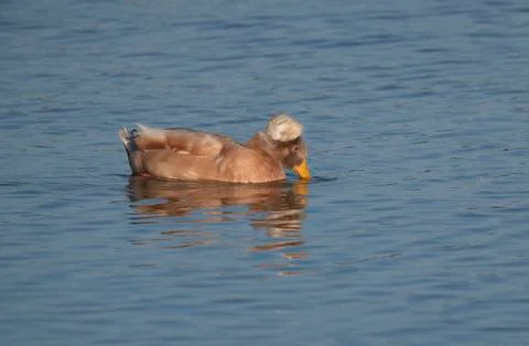 .crested duck Stock Photos