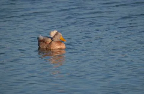 .crested duck Stock Photos
