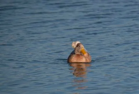 .crested duck Stock Photos