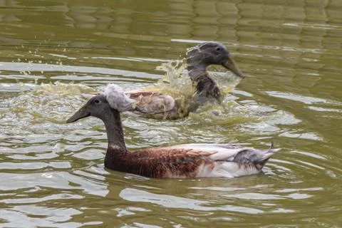 A crested duck in a pond Stock Photos
