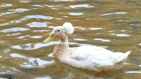 Crested duck in a stream in the sun 4K Stock Footage 93650201