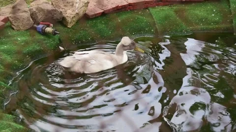 Crested duck swims in a pool behind a cage at a zoo. Stock Footage 180569363