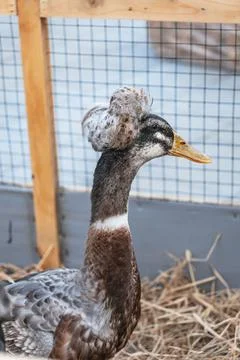Crested duck with unique feather crest in a pen Stock Photos