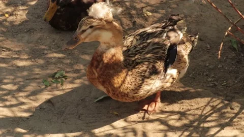 Crested Duck walks on the ground Video stock 134337991