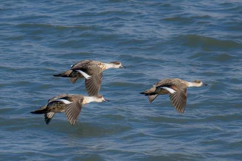 Crested ducks in flight Chile Фото