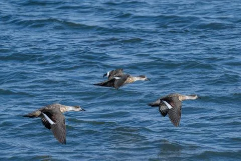 Crested ducks in flight Chile Foto stock