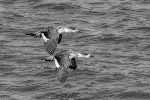 Crested ducks in flight Chile Fotos Stock