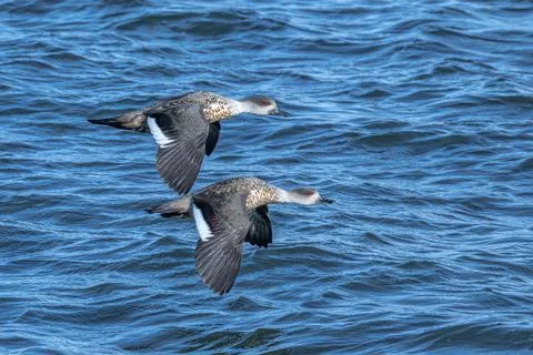 Crested ducks in flight Chile Фото