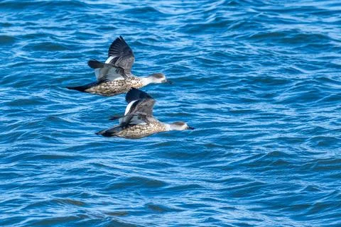 Crested ducks in flight Chile Stock Photos
