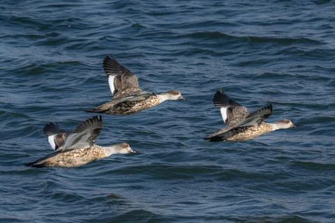Crested ducks in flight Stock Photos
