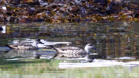 Crested Ducks Glide Across Beagle Channel Waters, Tierra del Fuego Wildlife Stock Footage 345163743