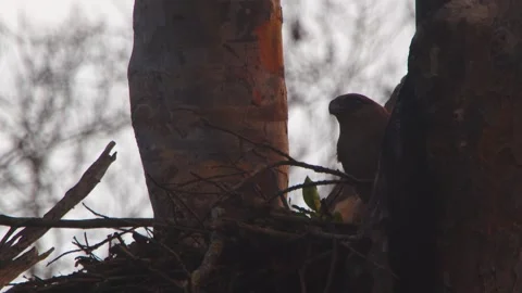 Crested Eagle Adult Taking Off while Chick Visible in Nest in Tambopata, Peru Stock Footage 316012863