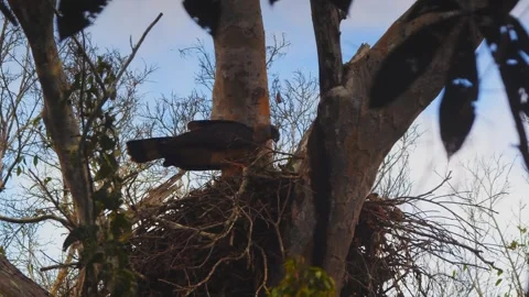 Crested Eagle arranging leafy branch in nest in Tambopata, Peru Stock Footage 316011008