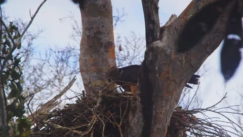 Crested Eagle arranging leaves in nest in Tambopata, Peru Stock Footage 316010904
