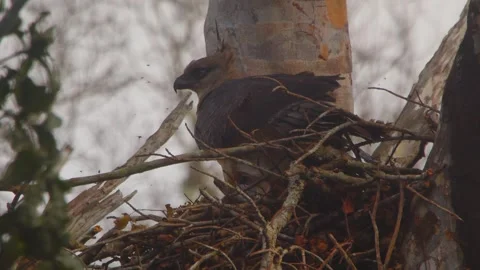 Crested Eagle with Butterfly and Crest in Wind Stock Footage 316017747