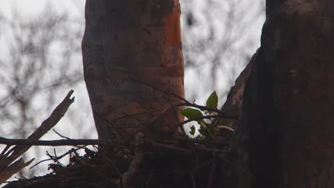 Crested Eagle Chick Arranging Fresh Leaves in Nest in Tambopata, Peru Stock Footage 316012713