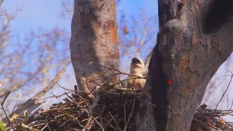 Crested Eagle chick begging for food in nest in Tambopata, Peru Stock Footage 316010114