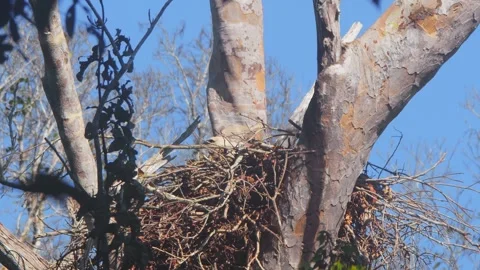 Crested Eagle Chick with Butterflies and Blue Sky in Nest in Tambopata, Peru Stock Footage 316014786
