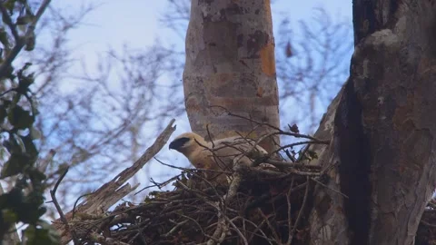 Crested Eagle chick with butterflies on nest in Tambopata, Peru Stock Footage 316011231