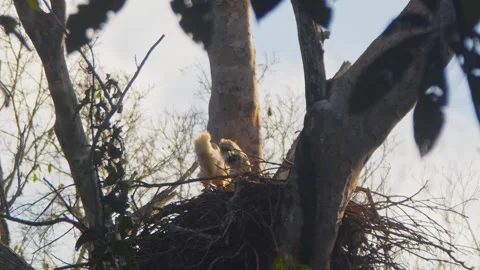 Crested Eagle Chick Defecating with Butterfly in Nest in Tambopata, Peru 스톡 동영상 316017163