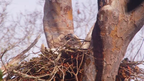 Crested Eagle chick defecating in nest in Tambopata, Peru Stock Footage 316009604