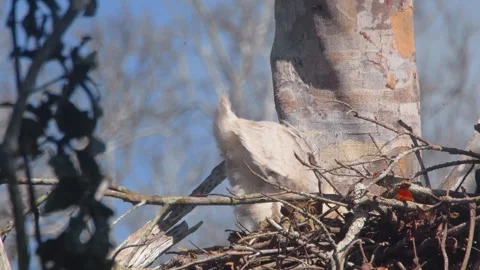 Crested Eagle Chick Defecating in Nest Slow Motion in Tambopata, Peru Stock Footage 316015045