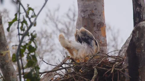 Crested Eagle Chick Defecating from Nest Edge Stock Footage 316025308