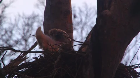 Crested Eagle Chick Defecating in Open Nest in Tambopata, Peru 스톡 동영상 316012862