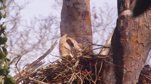 Crested Eagle chick excreting in nest in Tambopata, Peru Stock Footage 316009648