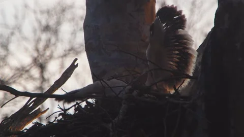 Crested Eagle Chick Exercising Wings in Sunset Close-Up in Tambopata, Peru Stock Footage 316012497