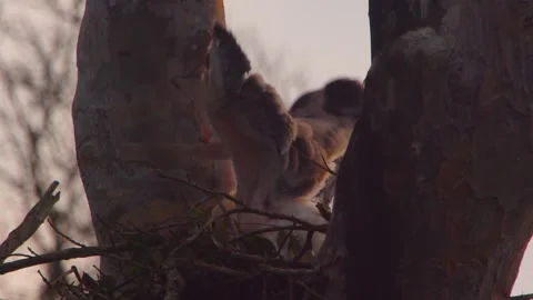 Crested Eagle Chick Exercising Wings in Nest Stock Footage 316019917