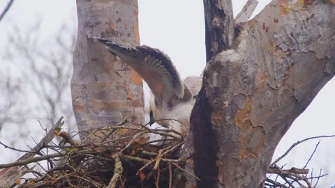 Crested Eagle Chick Exercising Wings in Nest Stock Footage 316024823