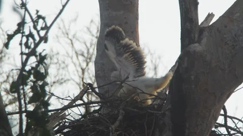 Crested Eagle Chick Flapping and Stumbling in Nest Stock Footage 316022058